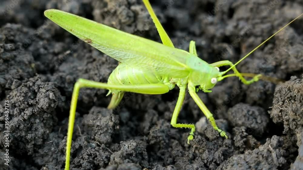 Big green grasshopper lays her eggs in the soil Big green grasshopper lays her eggs in the soil