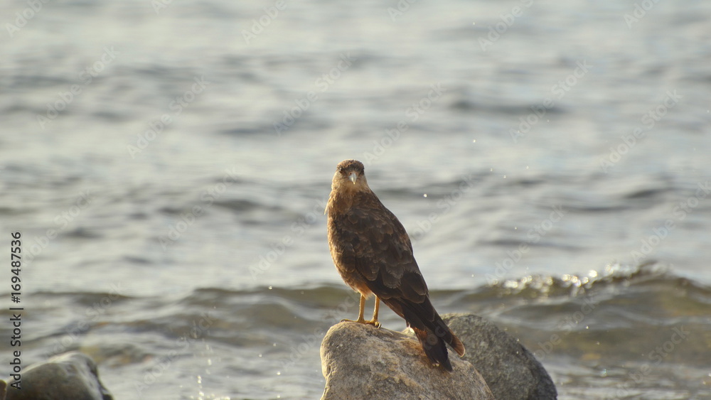 Chimango, bird, lake, sunshine, San Martín de Los Andes, Neuquén, Patagonia, Argentina