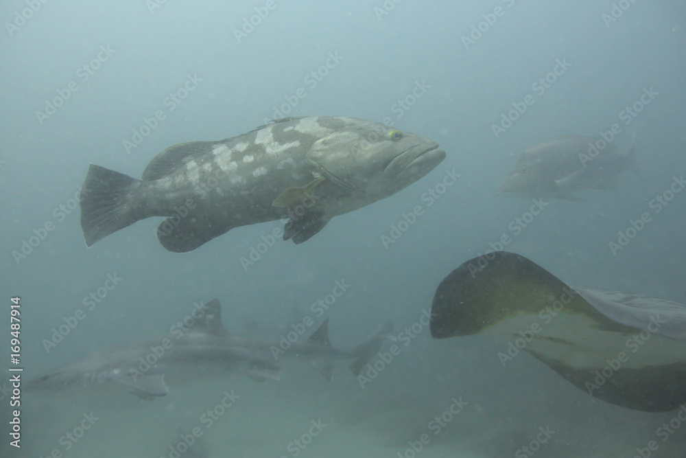 Fototapeta premium Longtooth grouper and red stingray