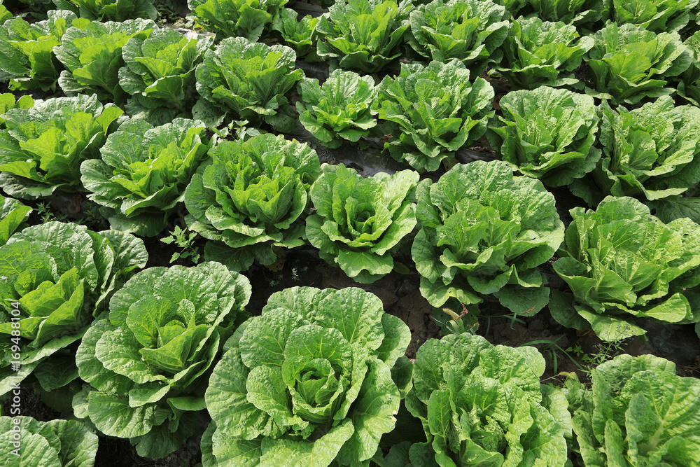 chinese cabbage crops in growth at field chinese cabbage crops in growth at field