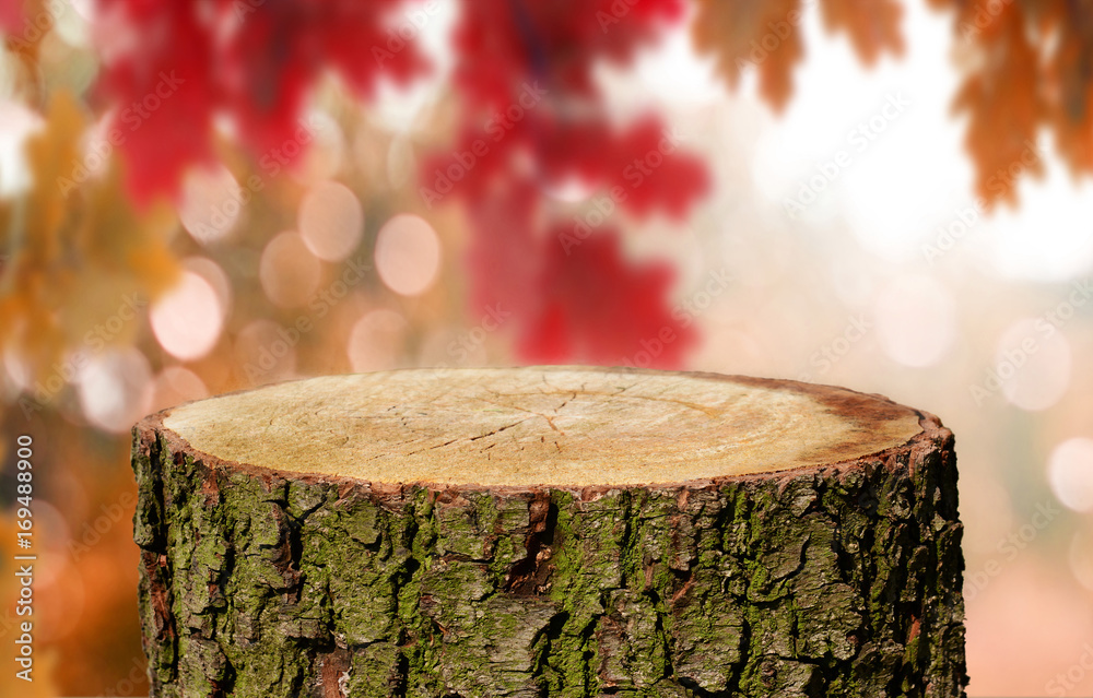 Tree trunk background