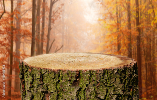 Tree trunk background © Piotr Krzeslak