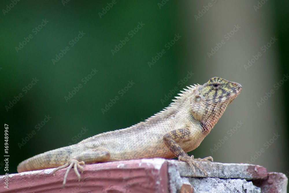 Fototapeta premium The chameleon stands on the main.