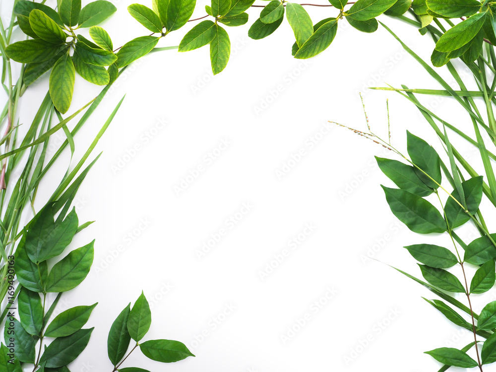 green leaves border isolated on white background green leaves border isolated on white background