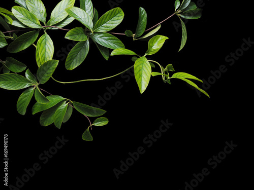 green creeper leaves isolated on black background