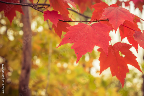 Maple Leaves on Sunny Autumn Day