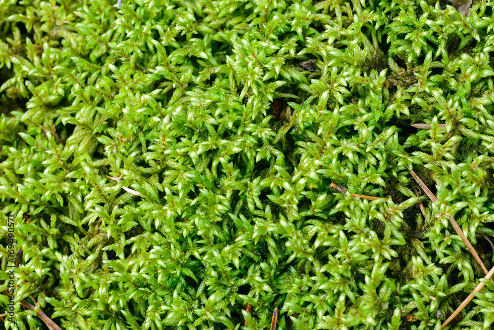 green moss in forest background green moss in forest background