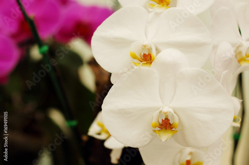 Close up of white orchids with natural background  beautiful blooming orchid flower.