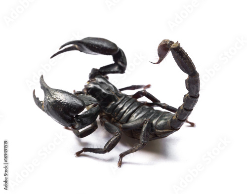 Scorpion on white background, Poisonous animals