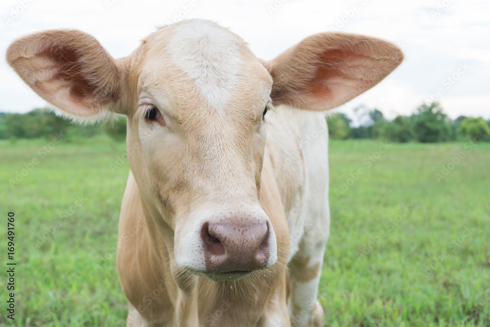 Closeup face of calf with green grass nature background, selective focus Closeup face of calf with green grass nature background, selective focus