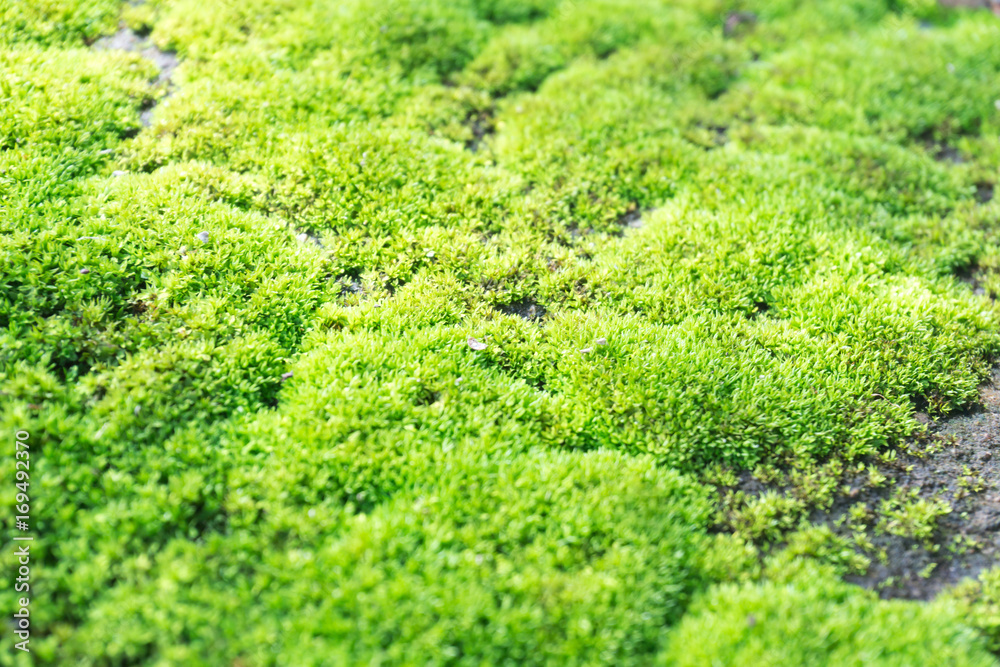 Closeup green moss on stone floor, selective focus Closeup green moss on stone floor, selective focus