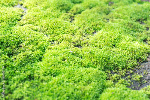 Closeup green moss on stone floor, selective focus