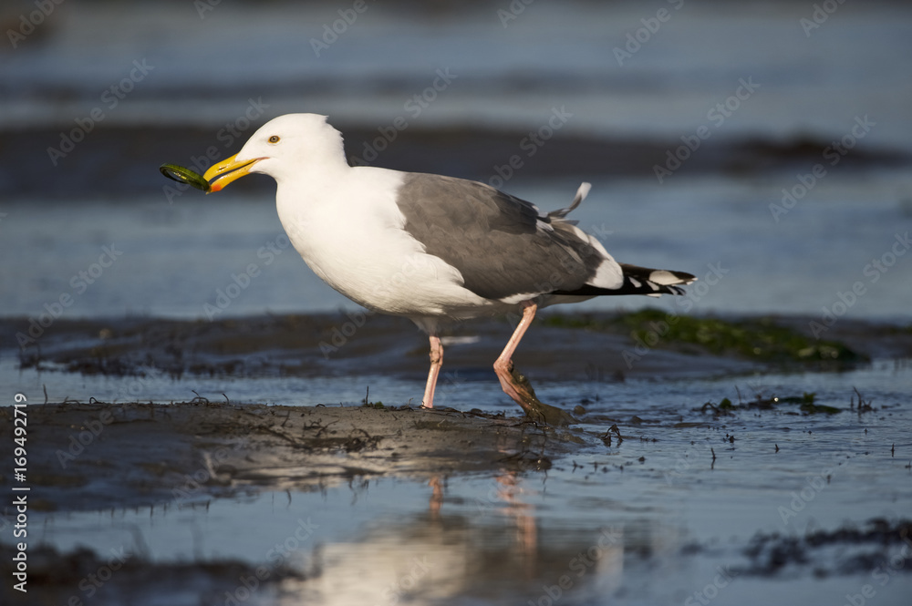 Western Gull (Larus occidentalis) with a Bay Pipefish (Syngnathus leptorhynchus) in its bill Western Gull (Larus occidentalis) with a Bay Pipefish (Syngnathus leptorhynchus) in its bill