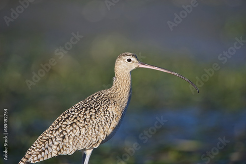 Long-billed Curlew (Numenius americanus), Monterey Bay, California, USA