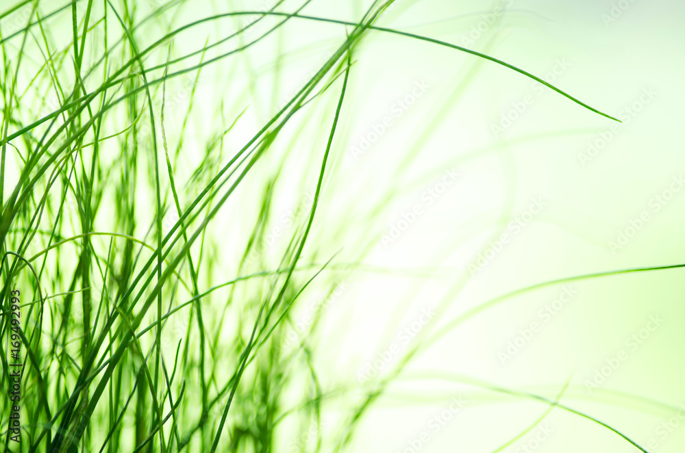 Naklejka premium Abstract blured green grass background. Natural texture