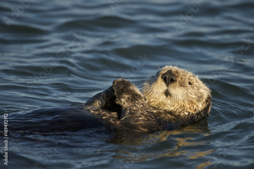 Sea otter (Enhydra lutris), Monterrey Bay, California © Enrique