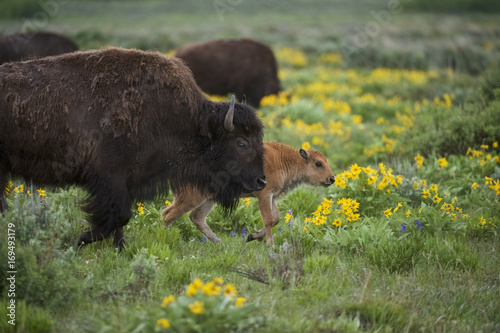 Bison (Bison bison), cow with calf photo