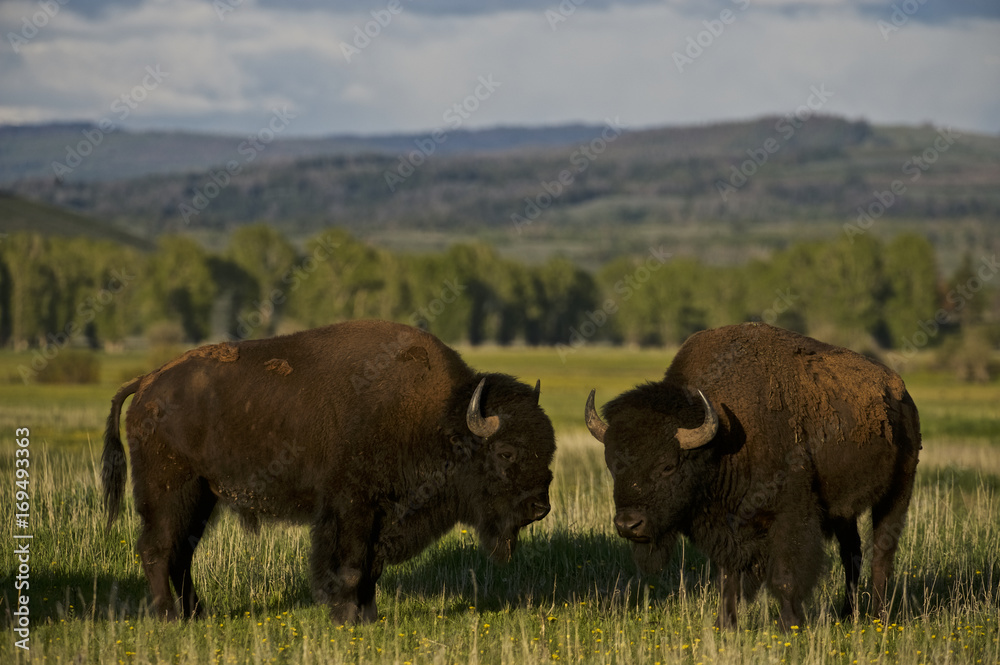 Bison (Bison bison), large male