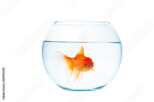 Gold fish with fishbowl on the white background photo