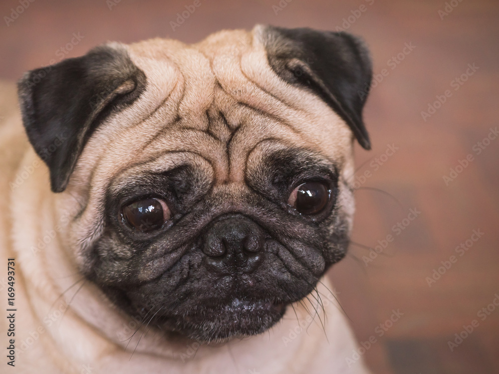 Close up of Adorable pug dog, 3 year old.