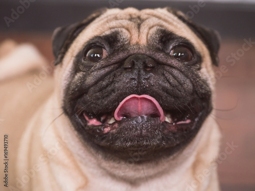 Close up of Adorable pug dog, 3 year old, looking at the camera, soft focus