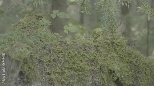 Wooden stump with vegetation growing on top. Old rotten tree stump in the forest. Old moss covered tree stump in rainforest close up photo