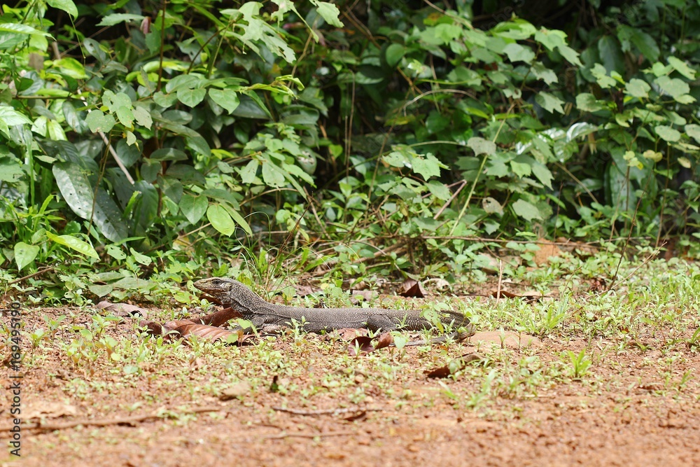 Varanus bengalesis. a monitor lizard of the genus Varanus Varanus bengalesis. a monitor lizard of the genus Varanus