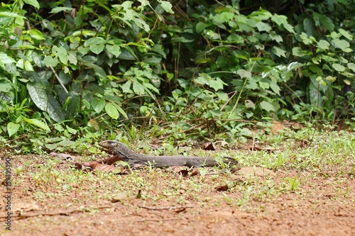 Varanus bengalesis. a monitor lizard of the genus Varanus © boonta
