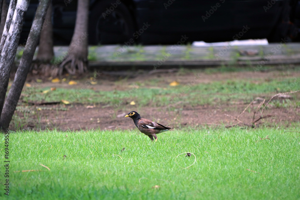 Mynas bird looking for food on the green grass floor. The Acridotheres mynas are generally dark or dull birds and yellow beak. Mynas bird looking for food on the green grass floor. The Acridotheres mynas are generally dark or dull birds and yellow beak.
