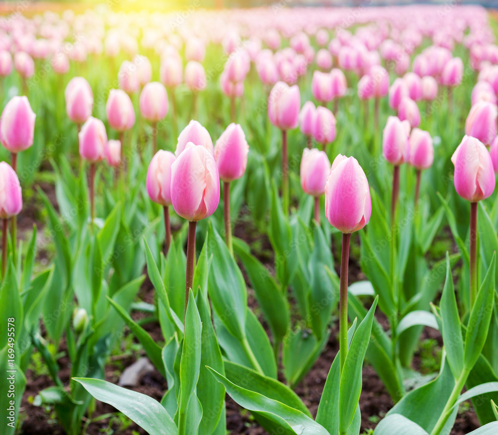 Beautiful pink tulips at the middle of summer or spring day landscape. Natural view of flower blooming in the garden with green grass as a background