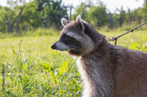 Closeup of a leashed Raccoon. photo