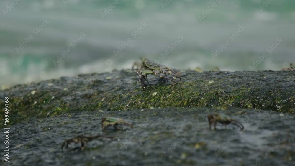 Crabs on the rock at the beach Crabs on the rock at the beach