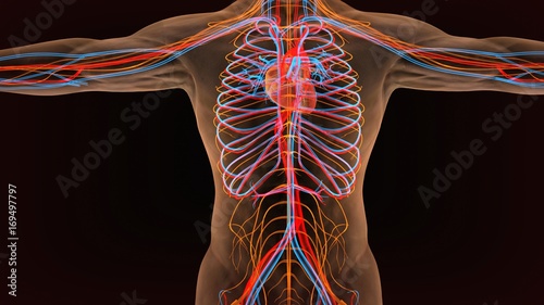 3d illustration of circulatory system photo