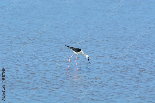 Black-winged Stilt, Himantopus himantopus.