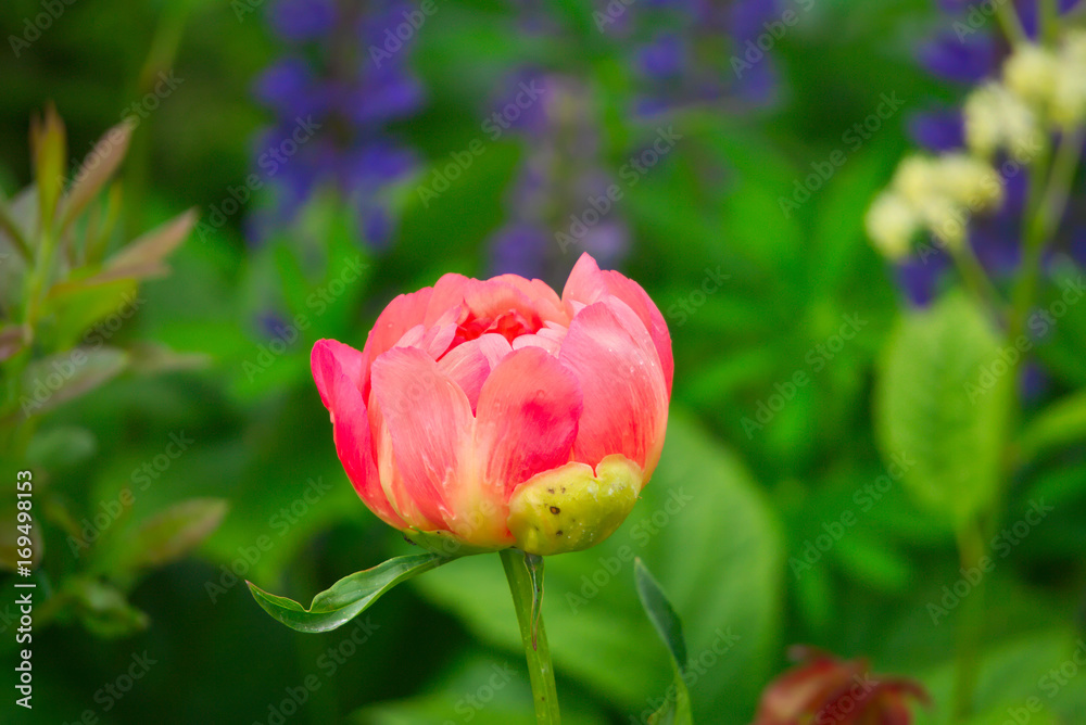 Пион в саду.