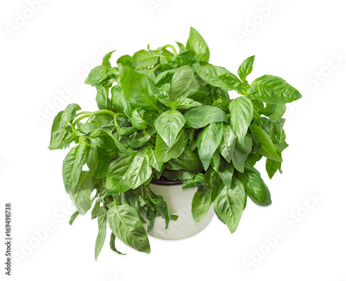Bunch of the green basil in a white mug