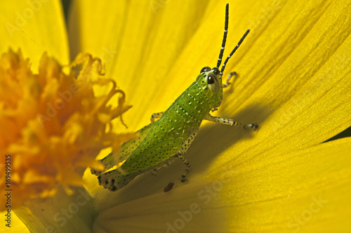 Grasshopper on yellow flower