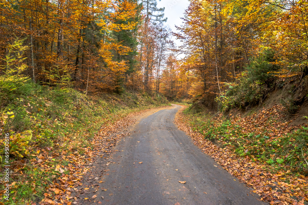 Rural road in the forest, autumn nature, landscape