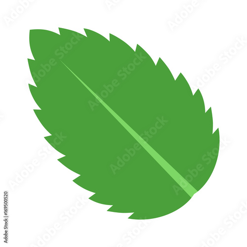 Peppermint / Spearmint mint or mentha leaf flat vector color icon for apps and websites
