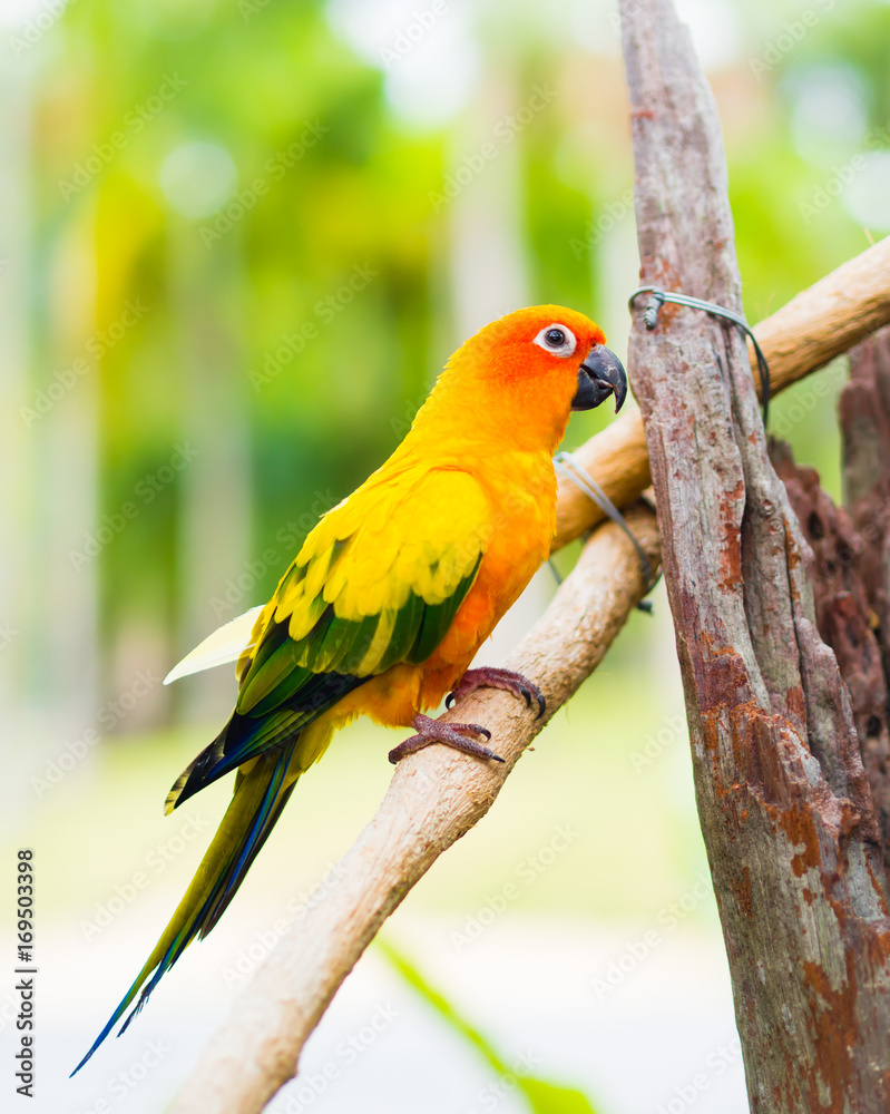 Sun Parakeet or Sun Conure, the beautiful yellow and orange parrot bird with nice feathers details.