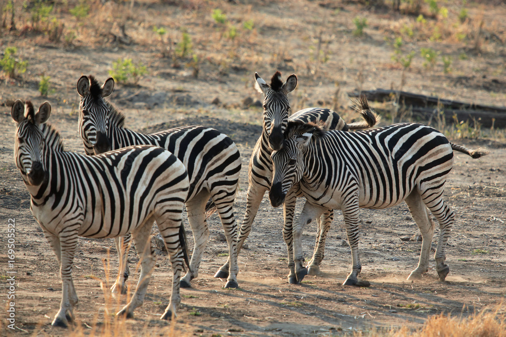 herd of zebras standing at dawn in the savannah herd of zebras standing at dawn in the savannah