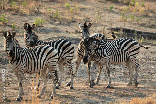herd of zebras standing at dawn in the savannah