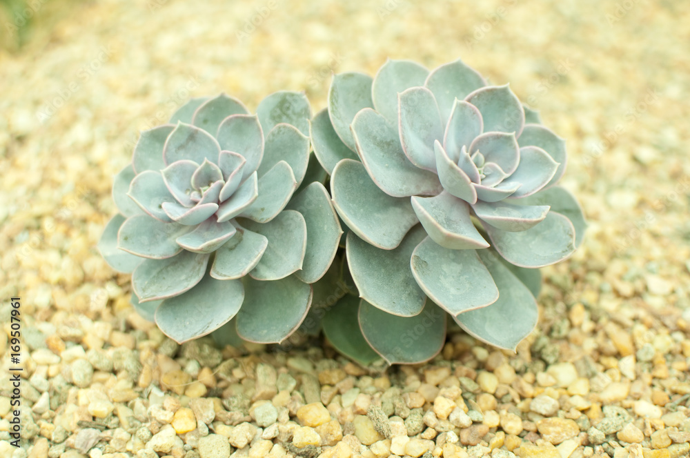 Succulent plants Succulent plants