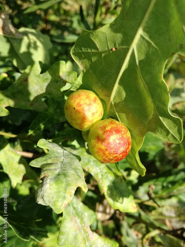 Obraz premium Дубовые орешки