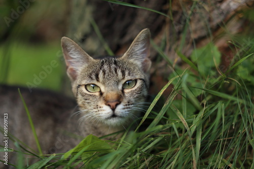 Cats playing outdoors