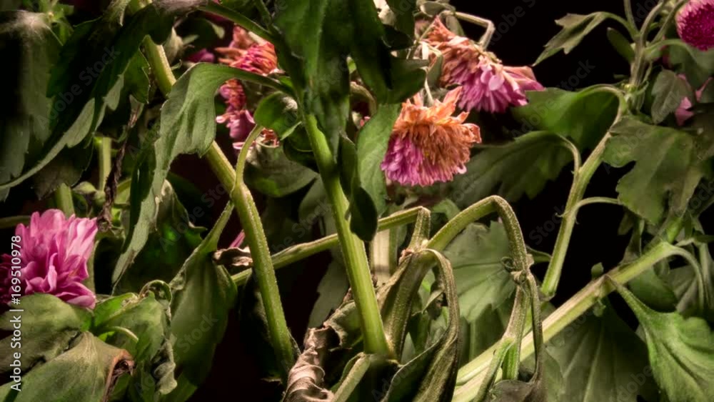 Flower Flower