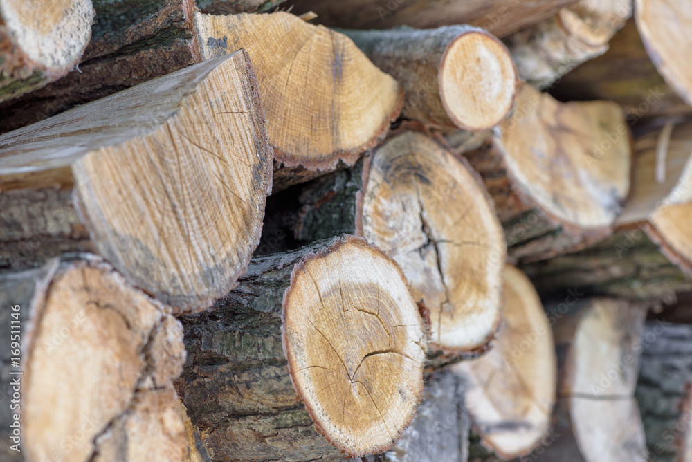 Stacked timber log in the forest, close up. Stacked timber log in the forest, close up.
