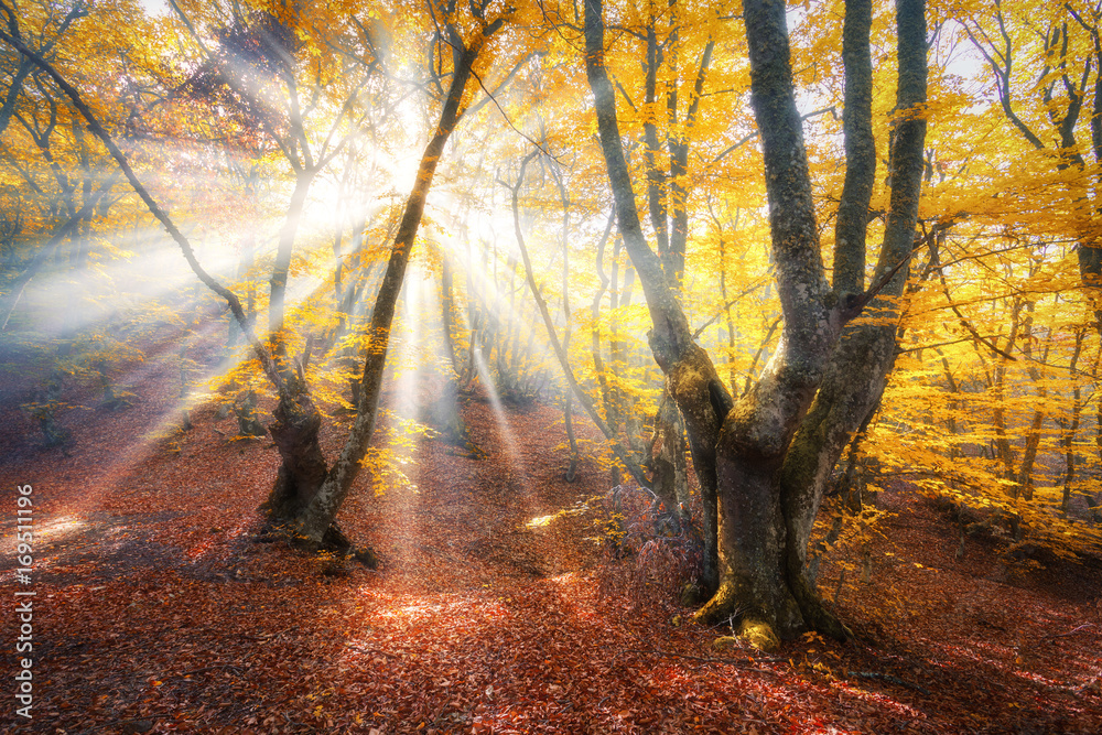 Fototapeta premium Amazing autumn forest in fog with bright sun rays at sunset. Beautiful trees with orange leaves and red foliage. Colorful landscape with enchanted foggy forest and golden sunlight. Fairy wood. Nature