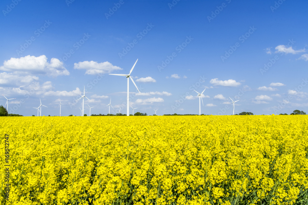 Wind turbines in a rapeseed field with blue sky and clouds Wind turbines in a rapeseed field with blue sky and clouds