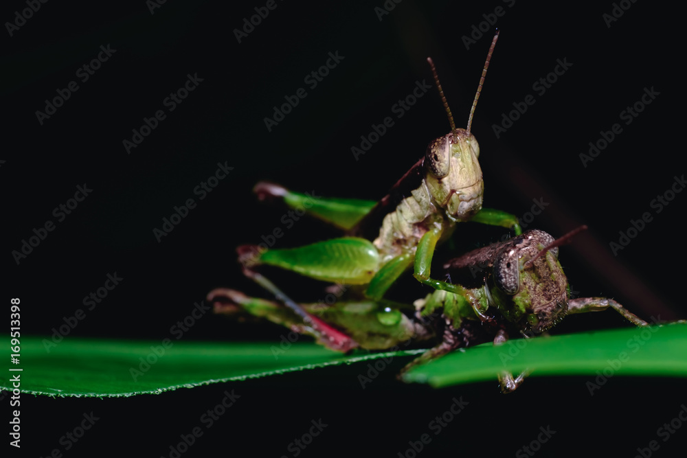 Naklejka premium Grasshoppers are breeding to expand and increase populations in nature.